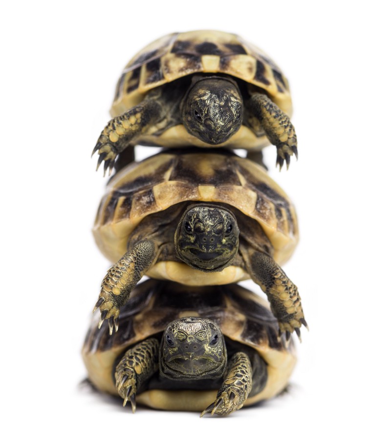 Three turtles stacked on top of each other, illustrating a potential bottleneck or single point of failure