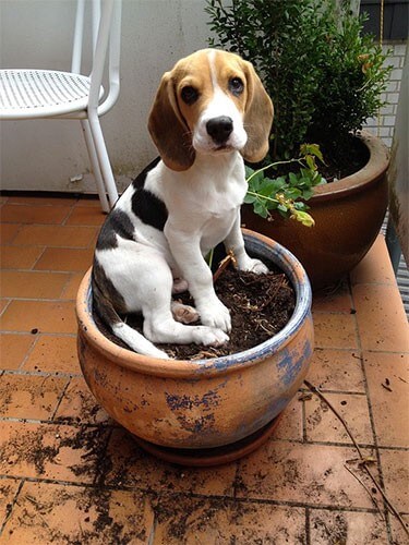 Beagle puppy in a flowerpot; example image for dog breed identification model test